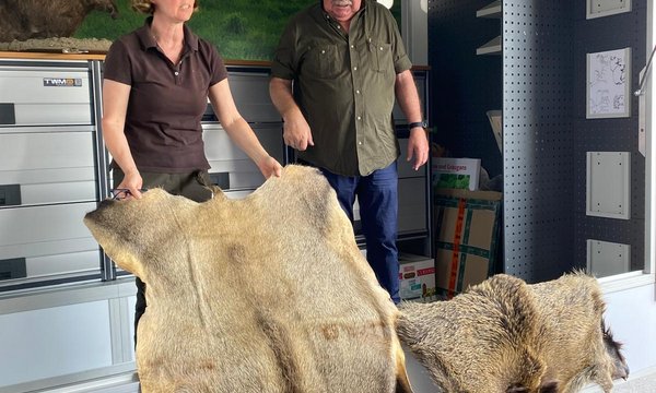 Zwei Personen präsentieren Tierfelle, eines von einem Wildschwein, in einem Anhänger mit Ausstellungsstücken und Schränken, draußen auf einer Betonfläche. Im Hintergrund eine Diorama-Szene mit einem Murmeltier.