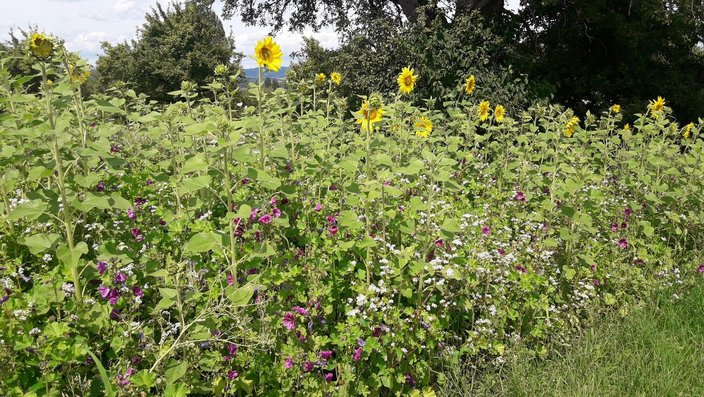 Blühfläche eingesät mit Mischung Artenschutzprogramm des Landesjagdverbandes