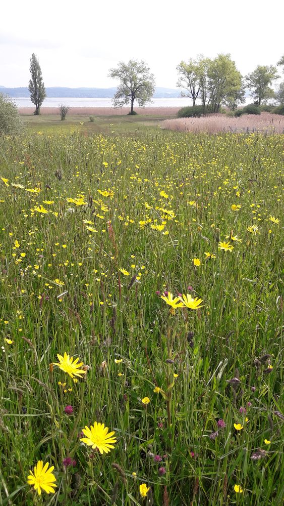 Blühwiese Mai 2019 im Naturschutzgebiet Bodenseeufer dominiert mit klebrigem Kreuzkraut